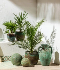 Bestseller -Geschäft Für Pflanzensamenbedarf 8608838 8607905 WE MO 001 Palmen