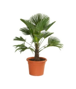 Bestseller 11 Wagners Hanfpalme