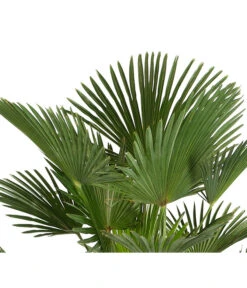 Bestseller -Geschäft Für Pflanzensamenbedarf 8609349 PR DE 001 WagnersHanfpalmeKleineHanfpalmeTrachyWagnerianus25