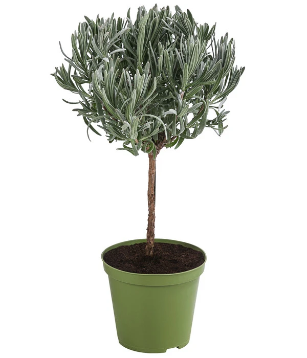 Dehner Gourmet Garten Lavendel, Hochstamm 2 Dehner Gourmet Garten Lavendel, Hochstamm