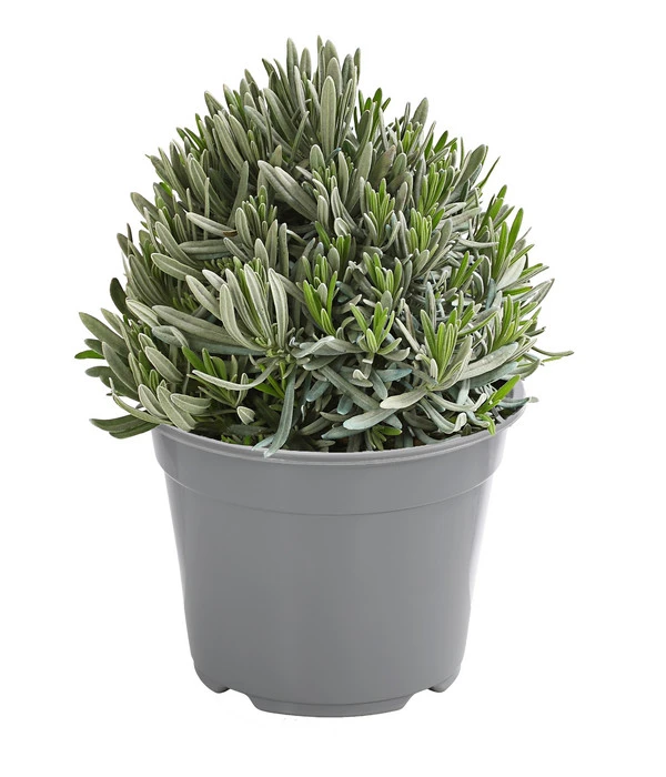 Dehner Gourmet Garten Gewürzlavendel 3 Dehner Gourmet Garten Gewürzlavendel