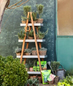 Dehner Gourmet Garten Gewürzlavendel 7 Dehner Gourmet Garten Gewürzlavendel -Geschäft Für Pflanzensamenbedarf 8609869 WE MO 001 LavendelT14 GC02 2022 01