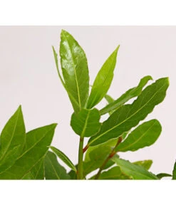 Echter Lorbeer 7 Echter Lorbeer -Geschäft Für Pflanzensamenbedarf 8609943 PR DE 001 LaurusNobilisKuechenlorbeerLorbeerSaemlingT9DehnerExpressHerzig