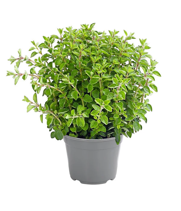Dehner Gourmet Garten Oregano 3 Dehner Gourmet Garten Oregano