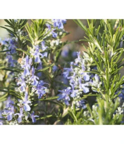 Bio Rosmarin 9 Bio Rosmarin -Geschäft Für Pflanzensamenbedarf 8610206 WE DE 001 RosmarinBluete