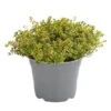 Dehner Gourmet Garten Zitronen-Thymian 1 Dehner Gourmet Garten Zitronen-Thymian -Geschäft Für Pflanzensamenbedarf 8610354 WE FS 001 GourmetGartenZitronenthymianT14