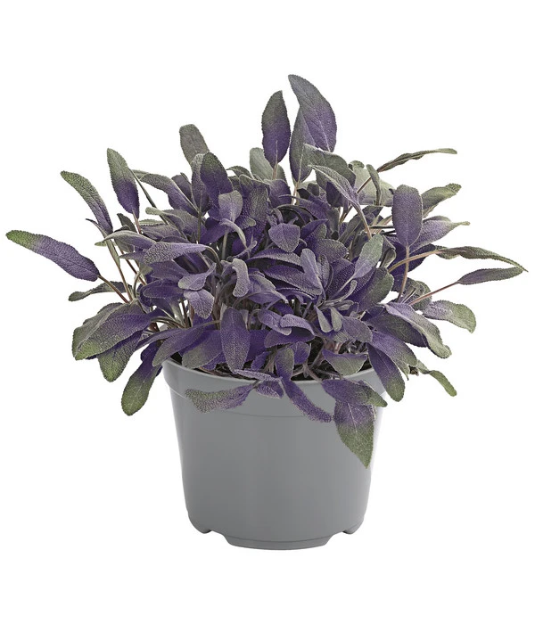 Dehner Gourmet Garten Purpursalbei 3 Dehner Gourmet Garten Purpursalbei