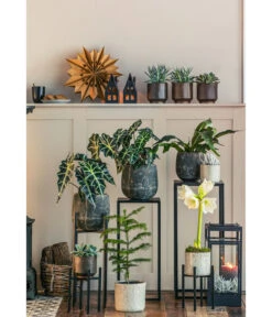 Pfeilblatt - Alocasia Amazonica 'Polly' 10 Pfeilblatt - Alocasia Amazonica 'Polly' -Geschäft Für Pflanzensamenbedarf 8611253 WE MO 001 ZimmertanneAraucariaAmberSuzeT13