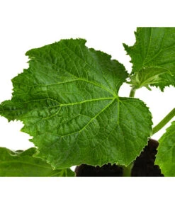 Bio Schlangengurke Im Pottburri®-Topf 7 Bio Schlangengurke Im Pottburri®-Topf -Geschäft Für Pflanzensamenbedarf 8611287 WE DE 001 BioPBSchlangengurke