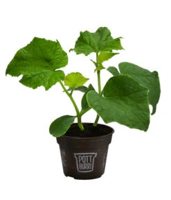 Bestseller -Geschäft Für Pflanzensamenbedarf 8611287 WE FS 001 BioPBSchlangengurke