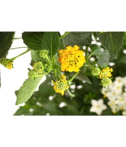 Wandelröschen, Bepflanzt -Geschäft Für Pflanzensamenbedarf 8616369 PR DE 001 LantanaBepflanztT27DehnerExpressHerzig