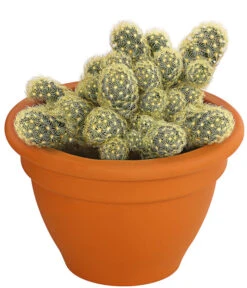 Warzenkaktus - Mammillaria Elongata 'Lemon', Im Tontopf