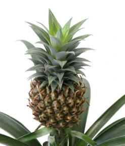 Ananaspflanze - Ananas Comosus, In Keramik 9 Ananaspflanze - Ananas Comosus, In Keramik -Geschäft Für Pflanzensamenbedarf 8627978 WE DE 001 AnanaspflanzeInKeramik