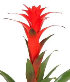 Guzmanie - Guzmania Calypso, In Keramik -Geschäft Für Pflanzensamenbedarf 8628018 WE DE 001 GuzmaniaCalypsoInKeramik