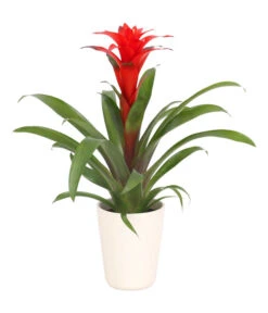 Bestseller 5 Guzmanie - Guzmania Calypso, In Keramik