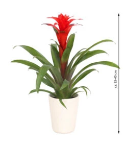 Guzmanie - Guzmania Calypso, In Keramik -Geschäft Für Pflanzensamenbedarf 8628018 WE FS 003 GuzmaniaCalypsoInKeramik