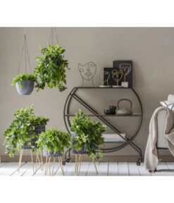 Schamblume - Aeschynanthus Radicans 'Mona Lisa', Ampel -Geschäft Für Pflanzensamenbedarf 8635377 WE MO 001 AeschynanthusAmpel2021GC15