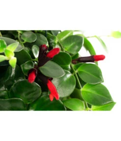 Schamblume - Aeschynanthus 'Pink Polka', Ampel -Geschäft Für Pflanzensamenbedarf 8635385 WE DE 001 AeschynanthusPinkPolkaT18Schamblume