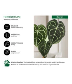 Herzblattblume - Anthurium Clarinervium 6 Herzblattblume - Anthurium Clarinervium -Geschäft Für Pflanzensamenbedarf 8642019 WE IG 001 Herzblattblume