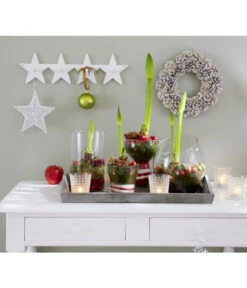 Amaryllis - Hippeastrum-Hybride -Geschäft Für Pflanzensamenbedarf 8646994 8700809 WE MO 001 Amaryllis 009