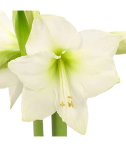 Amaryllis - Hippeastrum-Hybride -Geschäft Für Pflanzensamenbedarf 8646994 WE DE 001 AmaryllisRittersternHippeastrum1TrWeissHerzig