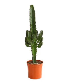 Abessinische Wolfsmilch - Euphorbia Abyssinica