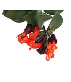 Schamblume - Aeschynanthus Radicans 'Mona Lisa', Ampel -Geschäft Für Pflanzensamenbedarf 8650376 WE DE 001 SinnblumeAeschynanthusMonaLisaDehnerExpressHerzig