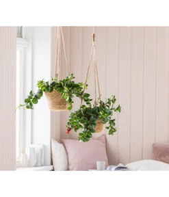 Schamblume - Aeschynanthus Radicans 'Mona Lisa', Ampel -Geschäft Für Pflanzensamenbedarf 8650376 WE MO 001 AeschynanthusMonaLisaT15 GC13