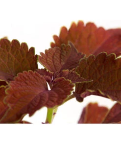 Buntnessel - Solenostemon Scutellarioides, Verschiedene Sorten -Geschäft Für Pflanzensamenbedarf 8652299 PR DE 001 Coleus4SortenMixT12DehnerExpressZS