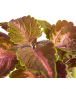 Buntnessel - Solenostemon Scutellarioides, Verschiedene Sorten -Geschäft Für Pflanzensamenbedarf 8652299 PR DE 002 Coleus4SortenMixT12DehnerExpressZS
