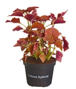 Buntnessel - Solenostemon Scutellarioides, Verschiedene Sorten -Geschäft Für Pflanzensamenbedarf 8652299 PR FS 001 Coleus4SortenMixT12DehnerExpressZS