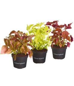 Buntnessel - Solenostemon Scutellarioides, Verschiedene Sorten