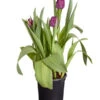 Tulpen 'Purple Flag' -Geschäft Für Pflanzensamenbedarf 8660102 PR FS 001 TulpenTulpiaNegritaT14DehnerExpressZS