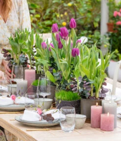 Tulpen 'Purple Flag' -Geschäft Für Pflanzensamenbedarf 8660102 WE MO 001 TulpenPurpleFlag