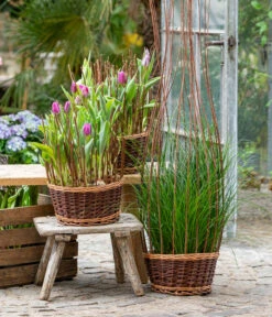 Tulpen 'Purple Flag' -Geschäft Für Pflanzensamenbedarf 8660102 WE MO 002 TulpenPurpleFlag