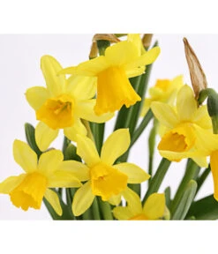 Narzissen 'Tête à Tête' In Seil-Korb, Ca. Ø26/H20 Cm -Geschäft Für Pflanzensamenbedarf 8663122 WE DE 008 Narzisse