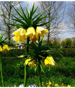 Kaiserkrone -Geschäft Für Pflanzensamenbedarf 8664676 WE MO 001 KaiserkroneGelbPixabay