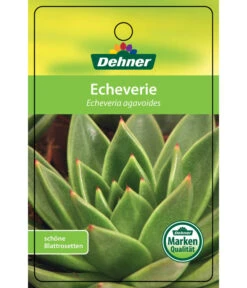 Echeverie - Echeveria Agavoides -Geschäft Für Pflanzensamenbedarf 8672636 Echeveriaagavoides 22022017 1