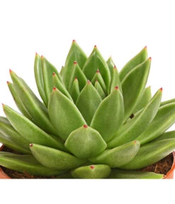 Echeverie - Echeveria Agavoides -Geschäft Für Pflanzensamenbedarf 8672636 WE DE 001 EcheveriaAgavoidesT10DehnerExpressHerzig