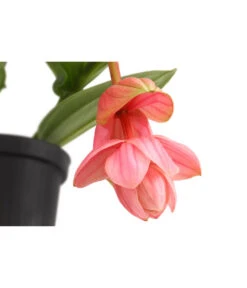 Medinille - Medinilla 'Piccolini' -Geschäft Für Pflanzensamenbedarf 8683674 PR DE 001 MedinillaPiccoliniDehnerExpressHerzig