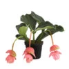 Medinille - Medinilla 'Piccolini' -Geschäft Für Pflanzensamenbedarf 8683674 PR FS 001 MedinillaPiccoliniDehnerExpressHerzig