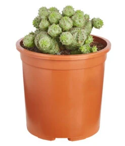 Ungewöhnliche Wolfsmilch - Euphorbia Pseudoglobosa