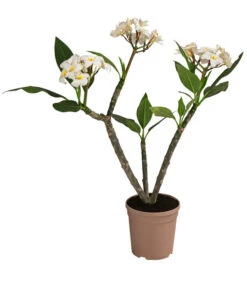 Bestseller 23 Frangipani - Plumeria Alba