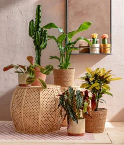 Abessinische Wolfsmilch - Euphorbia Abyssinica -Geschäft Für Pflanzensamenbedarf 8698805 WE MO 001 AutumnSunrise