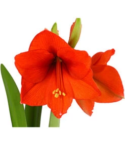 Amaryllis - Hippeastrum-Hybride -Geschäft Für Pflanzensamenbedarf 8700809 PR DE 001 AmaryllisHippeastrum2TrieberT13DehnerExpressHerzig