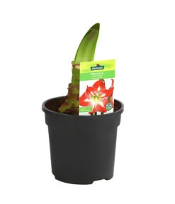 Amaryllis - Hippeastrum-Hybride