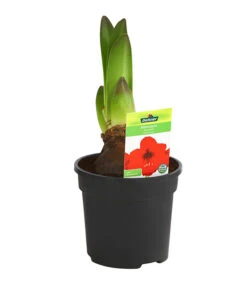 Amaryllis - Hippeastrum-Hybride -Geschäft Für Pflanzensamenbedarf 8700809 PR FS 003 HippeastrumRoyalRed2TrDehnerExpressHerzig