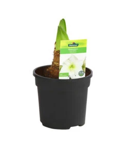 Amaryllis - Hippeastrum-Hybride -Geschäft Für Pflanzensamenbedarf 8700809 PR FS 004 HippeastrumArcticWithe2TrDehnerExpressHerzig