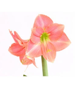 Amaryllis - Hippeastrum-Hybride -Geschäft Für Pflanzensamenbedarf 8700809 WE DE 001 AmaryllisHippeastrumMultifloraRittersternT17DehnerExpressHerzigOW
