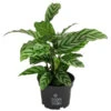 Korbmarante - Calathea 'Freddy' 1 Korbmarante - Calathea 'Freddy' -Geschäft Für Pflanzensamenbedarf 8712549 PR FS 001 CalatheaFreddyT12 DehnerExpressHerzig